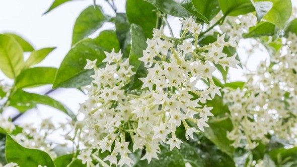 Loài hoa càng về đêm càng thơm, xa trăm mét vẫn ngửi thấy mùi