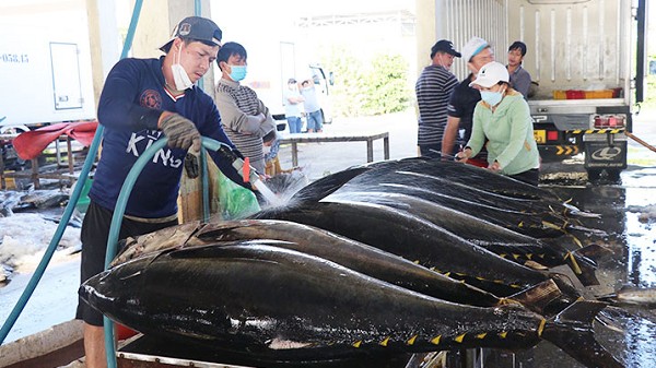 Việt Nam có nhiều cơ hội đẩy mạnh xuất khẩu cá ngừ sang Anh