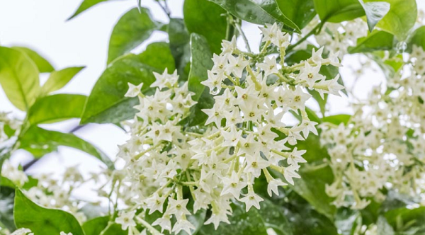 Loài hoa càng về đêm càng thơm, xa trăm mét vẫn ngửi thấy mùi