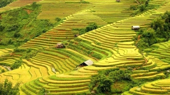 Kinh nghiệm đi du lịch Mù Cang Chải mùa lúa chín