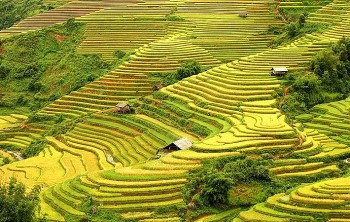 Kinh nghiệm đi du lịch Mù Cang Chải mùa lúa chín