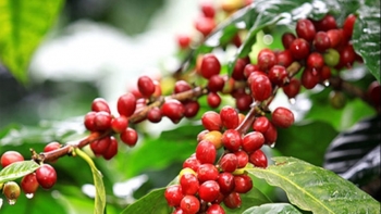 Giá nông sản hôm nay 9/9: Cà phê đồng loạt giảm nhẹ, giá tiêu đi ngang giữ đỉnh 73.500 đồng/kg