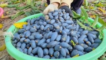 Đu mình trên cây cao để hái thuê trám đen, lương cao nhưng luôn thiếu người làm