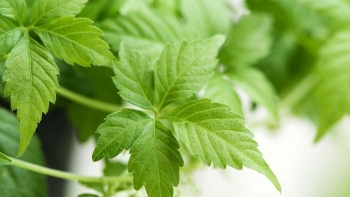 Giảo cổ lam 5 lá quý cỡ nào mà chính quyền ở đảo Cồn Cỏ đặt ra những quy chế riêng để bảo tồn