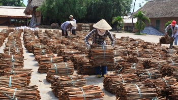 Loại cây xưa trồng phủ xanh đồi trọc, nay đem xuất khẩu thu 183,4 triệu USD