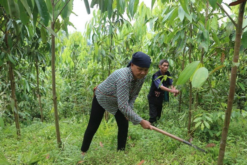 ã Bản Lầu (Mường Khương (Lào Cai) trồng quế ã Bản Lầu (Mường Khương (Lào Cai) trồng quế