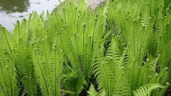 Loại cây mọc hoang, ăn đắng ngắt nhưng vẫn được "săn lùng" bởi công dụng "vàng" đối với sức khỏe