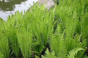 Loại cây mọc hoang, ăn đắng ngắt nhưng vẫn được "săn lùng" bởi công dụng "vàng" đối với sức khỏe