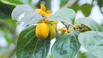 Hồng giòn Yên Du vào mùa, người trồng hái không kịp bán, bỏ túi trăm triệu mỗi vụ