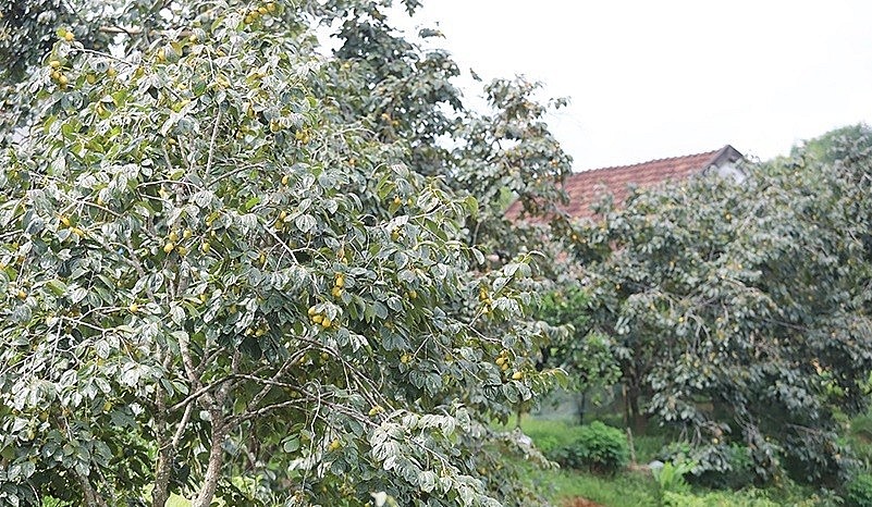 Thôn Yên Du nổi tiếg với đặc sản hồng giòn 