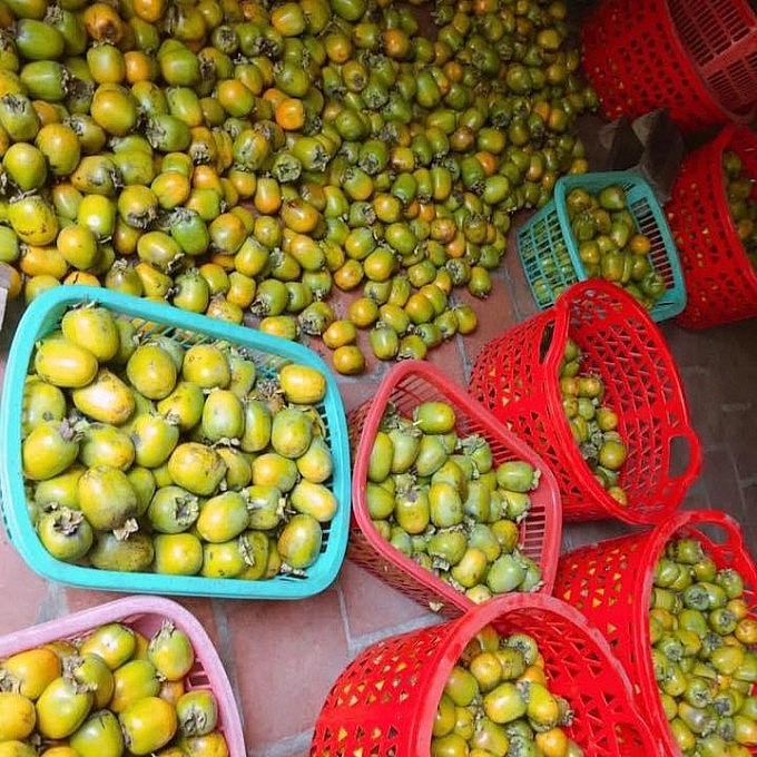 hồng được thu mua tận vườn với giá từ 35.000 – 40.000 đồng/kg