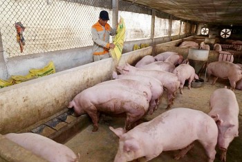 Giá heo hơi hôm nay 10/9: Ghi nhận mức cao nhất 60.000 đồng/kg