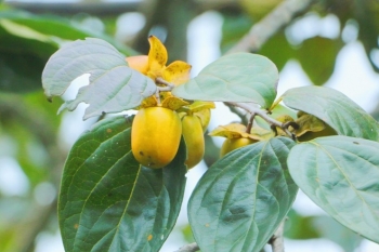 Hồng giòn Yên Du vào mùa, người trồng hái không kịp bán, bỏ túi trăm triệu mỗi vụ