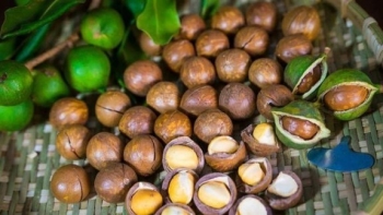 Hạt mắc ca Tuần Giáo "đi muôn nơi"