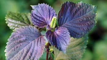 6 loại rau thơm vừa làm rau ngon, vừa làm thuốc quý