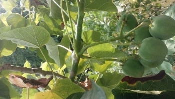 Nhận diện cây vông đồng gây ngộ độc cho 40 học sinh ở Điện Biên