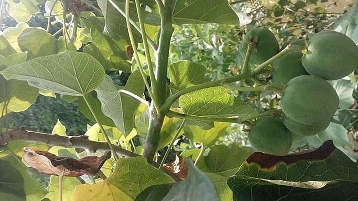 Quả vông đồng gây ngộ độc