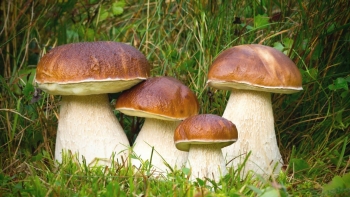 Nấm gan bò – loại nấm hiếm với công dụng tuyệt vời