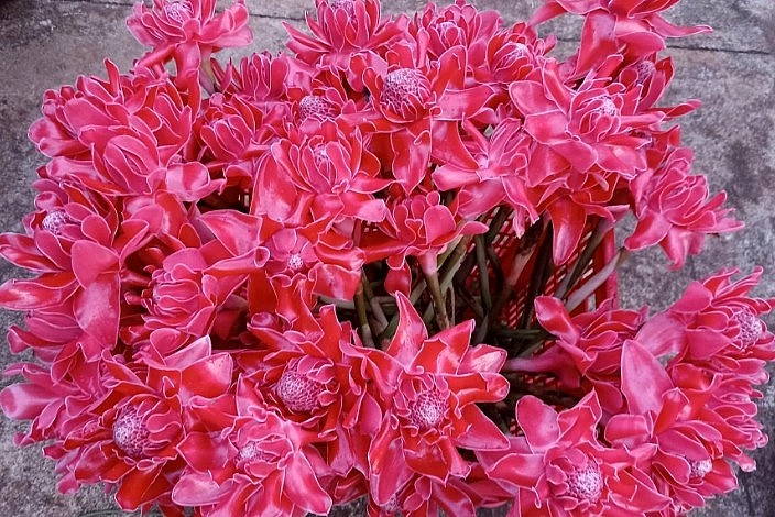 Sen Đa Lộc lạ mắt xuất hiện trên thị trường hoa ở Hà Nội