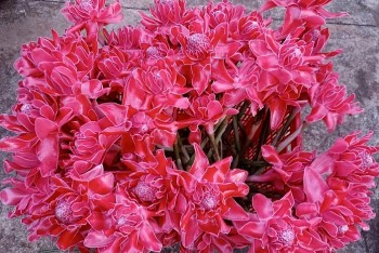 Những loài hoa vừa để cắm chơi vừa có thể ăn, giá cao vẫn hút người mua