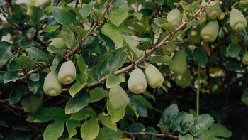 Tác dụng hữu ích của vương bất lưu hành