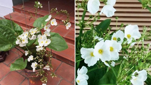 Loài hoa trắng muốt đẹp dịu dàng, trồng một chậu trước nhà gia tăng vượng khí