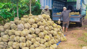 Sầu riêng tăng giá theo giờ, tại sao doanh nghiệp xuất khẩu vẫn kêu lỗ?