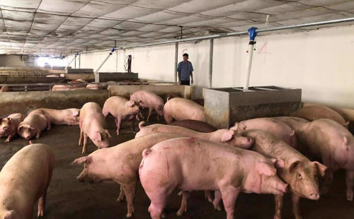 Giá heo hơi hôm nay 12/9:  Đồng loạt giảm rải rác ở cả ba miền