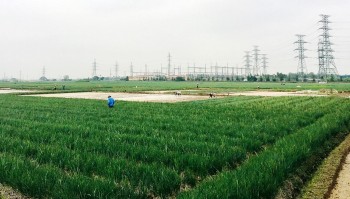 Thị xã Kinh Môn (Hải Dương) hỗ trợ phân bón hữu cơ cho 75 ha tỏi vụ đông