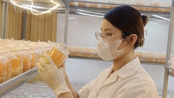 Nấm đông trùng hạ thảo An Tây Nguyên - chất lượng cao, nhiều dinh dưỡng