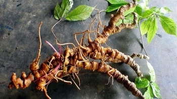 Một số phương pháp phân biệt sâm Ngọc Linh thật, giả