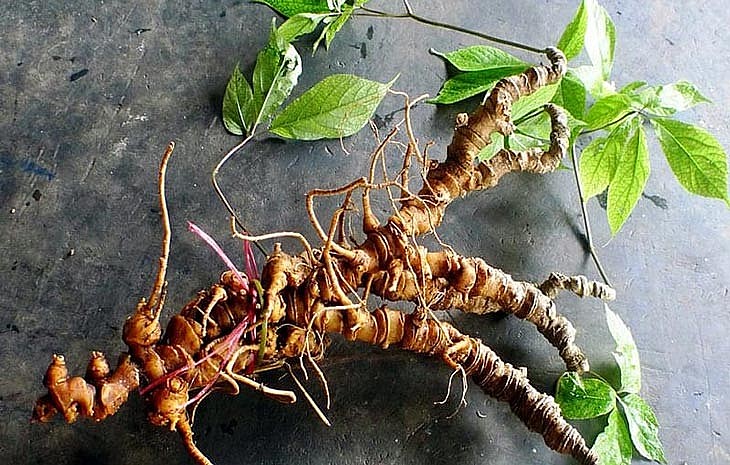 Sâm Ngọc Linh thật, giả đã có thể phân biệt chính xác bằng máy móc Sâm Ngọc Linh thật, giả đã có thể phân biệt chính xác bằng máy móc