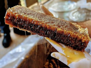 Loại mật ong đắt nhất thế giới hơn trăm triệu đồng/lít có công dụng gì?