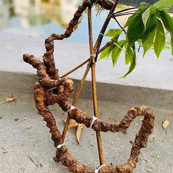 Sâm Ngọc Linh thật, giả đã có thể phân biệt chính xác bằng máy móc Sâm Ngọc Linh thật, giả đã có thể phân biệt chính xác bằng máy móc