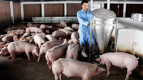 Giá heo hơi hôm nay 13/9: Tiếp tục giảm nhẹ 1.000 đồng/kg