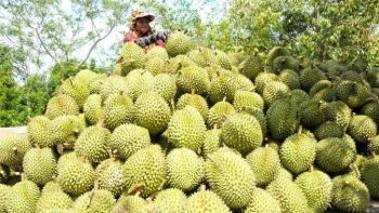 Việt Nam sắp xuất khẩu sầu riêng sang Ấn Độ