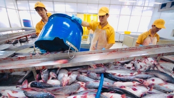 Xuất khẩu cá tra sang Hoa Kỳ tăng 41% sau 10 năm