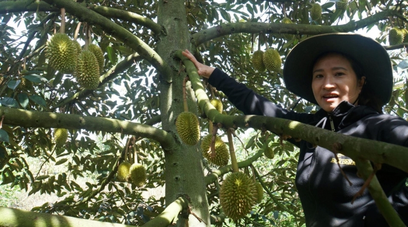 Hiện cả nước có hơn 112.000 ha sầu riêng Hiện cả nước có hơn 112.000 ha sầu riêng