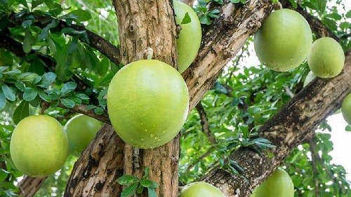 Loại quả nhìn giống bưởi nhưng bổ ra không thấy múi khiến dân mạng tò mò