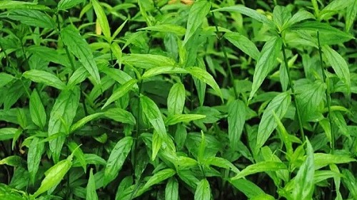 Những công dụng tuyệt vời của cây xương khỉ đối với sức khỏe