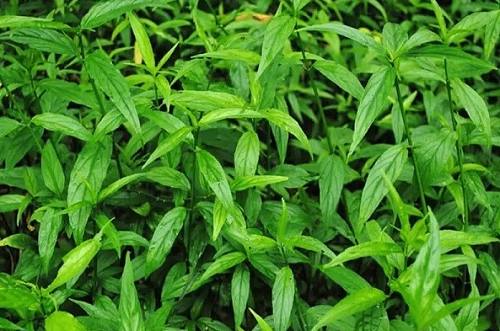 Những công dụng tuyệt vời của cây xương khỉ đối với sức khỏe