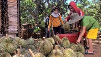 Hành vi làm ăn chộp giật tác động xấu đến thương hiệu sầu riêng Việt Nam