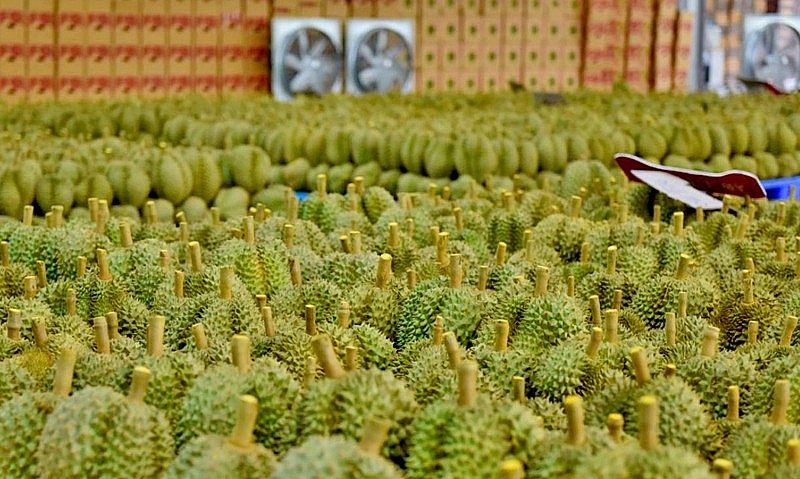 sầu riêng của nước ta được xuất chính ngạch vào quốc gia 