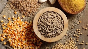 Giá nguyên liệu thức ăn chăn nuôi giảm, cơ hội cho người chăn nuôi tái đàn