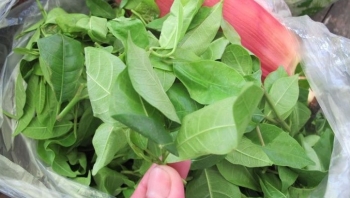 Rau rừng xưa trâu tranh nhau ăn nay thành đặc sản có giá lên đến 60.000đ/kg