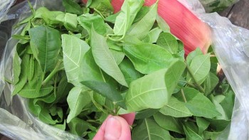 Rau rừng xưa trâu tranh nhau ăn nay thành đặc sản có giá lên đến 60.000đ/kg