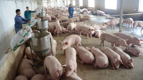 Giá heo hơi hôm nay 14/9: Tiếp tục giảm 1.000 đồng/kg , chăn nuôi lợn gặp khó khăn do dịch tả lợn châu Phi quay trở lại