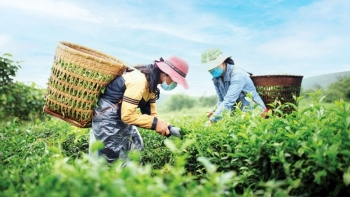 Loại cây của Việt Nam đứng thứ 6 thế giới về sản lượng, đem xuất khẩu thu gần 22 triệu USD trong tháng 8