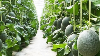 Trang trại Ông Tám - ươm quả ngọt trên đất cằn