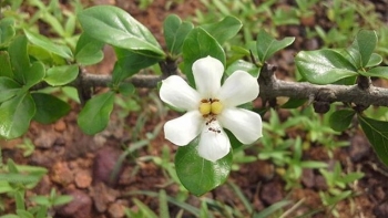 Cây găng tu hú có tác dụng gì?